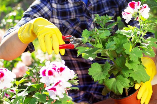 Gardener mowing a small terrace lawn in Pimlico