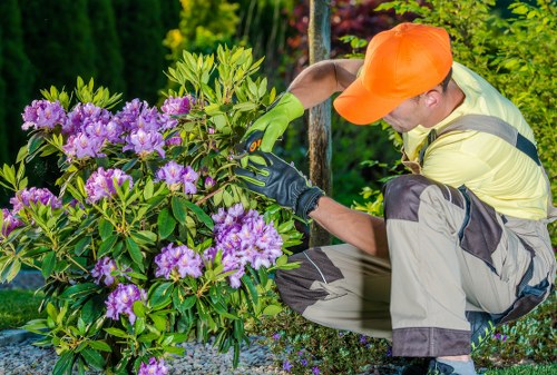 Professional landscaper working on a Pimlico garden project