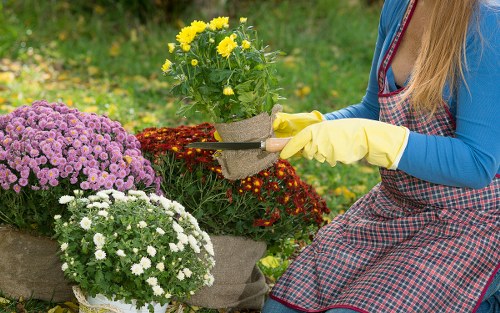 In the foreground, a person wearing a checkered apron and yellow gardening gloves is holding a potted yellow flower, with other potted plants nearby, including purple and white flowering chrysanthemums, arranged on a garden surface. The background features a lush green lawn with a mix of grass and weeds, bordered by a variety of shrubs and trees, typical of a well-maintained outdoor space. The scene suggests outdoor gardening activity, possibly part of a gardening or lawn care service in Pimlico, with natural daylight illuminating the vibrant foliage and colorful blooms, indicating a mild, clear weather condition. This setup exemplifies typical garden organization and plant display, with a focus on floral planting and lawn edging, consistent with professional outdoor maintenance in a residential garden environment.
