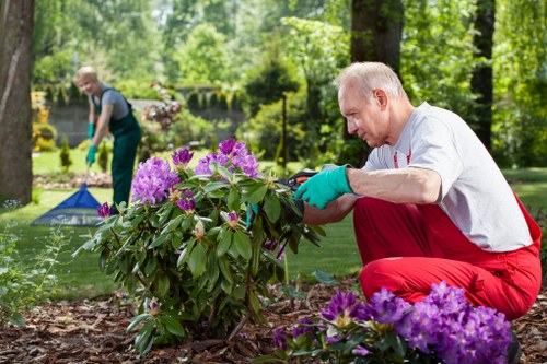 Professional garden maintenance service in Pimlico