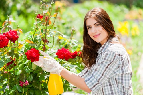 Professional lawn mowing service in Pimlico