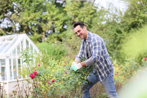 Vibrant Pimlico plants thriving in well-prepared soil